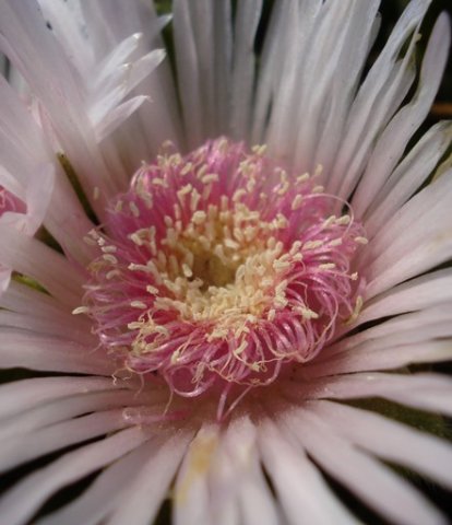 Delosperma ashtonii flower centre